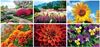 Garden Splendor Wall Calendar || Custom Calendars and Planners || Spiral, Screen Printed