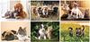 Furry Friends Wall Calendar || Custom Calendars and Planners || Spiral, Screen Printed